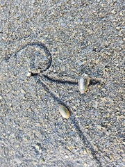 Nodularia douglasiae