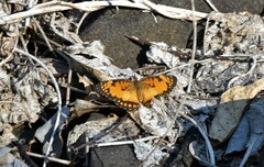 Byblia anvatara