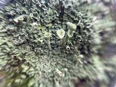 Cladonia fimbriata