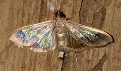 Diaphania