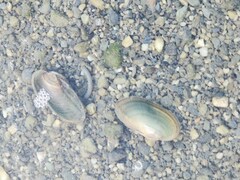 Nodularia douglasiae