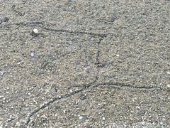 Nodularia douglasiae