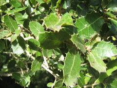 Quercus coccifera