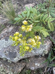 Senna subulata
