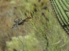 Myiarchus cinerascens