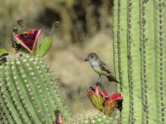 Myiarchus cinerascens