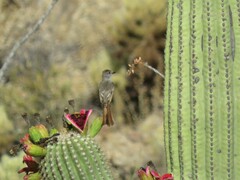 Myiarchus cinerascens