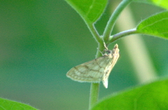 Paracorsia repandalis