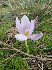 Crocus carpetanus