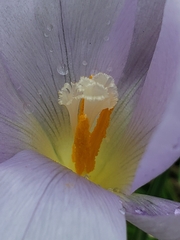 Crocus carpetanus
