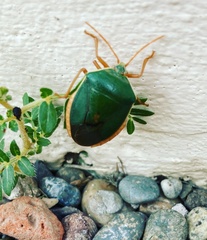 Edessa rufomarginata