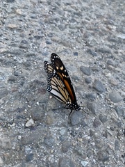 Danaus plexippus