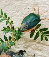 Edessa rufomarginata