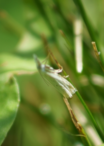 Small White Grass-veneer photo 4
