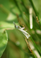 Crambus albellus