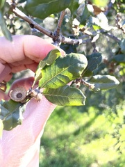 Quercus × grandidentata