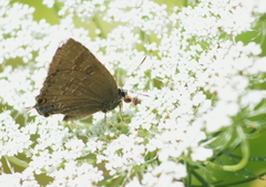 Satyrium caryaevorus