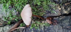 Collybia eucalyptorum