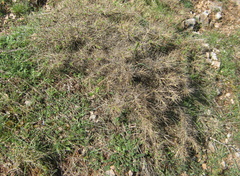 Astragalus angustifolius