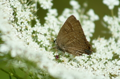 Satyrium caryaevorus