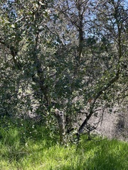 Quercus × grandidentata