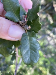 Quercus × grandidentata