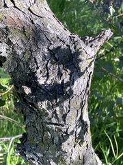 Quercus × grandidentata