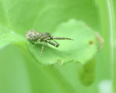 Bassaniana