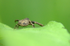 Bassaniana