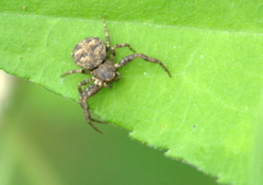 Bassaniana