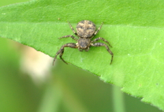 Bassaniana