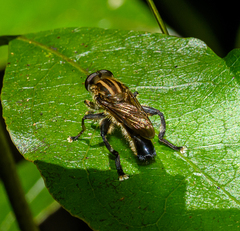 Orthoprosopa bilineata