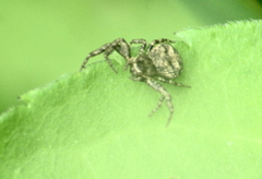 Bassaniana