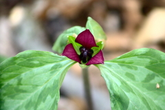Trillium recurvatum