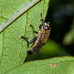 Orthoprosopa bilineata