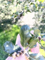 Quercus × grandidentata