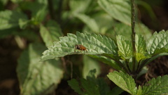 Palpada vinetorum