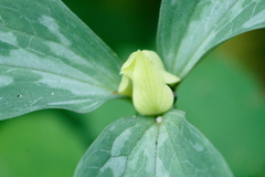 Trillium recurvatum