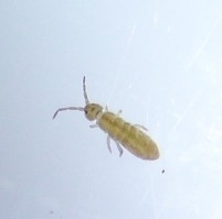 Isotomurus