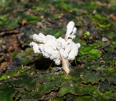 Cordyceps sinclairii