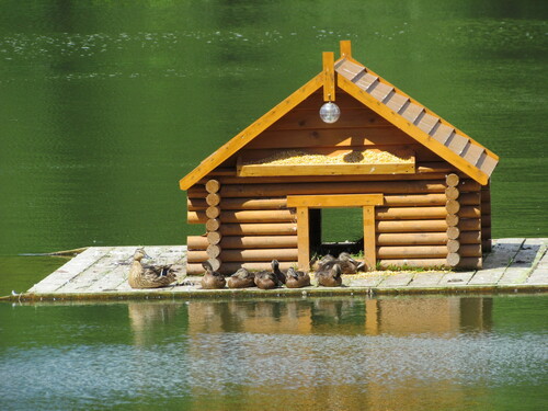 Canard colvert