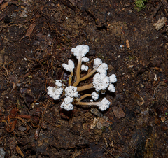 Cordyceps sinclairii