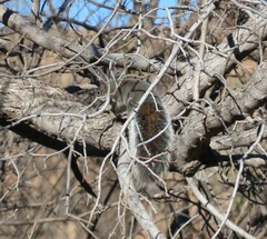 Sciurus arizonensis
