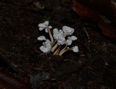 Cordyceps sinclairii