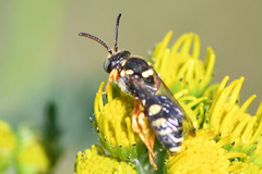 Nomada rufipes