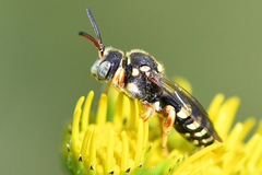 Nomada rufipes