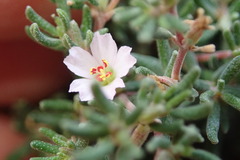 Frankenia pulverulenta