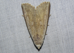 Scolecocampinae