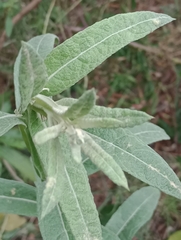 Pterocaulon