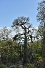 Adansonia madagascariensis